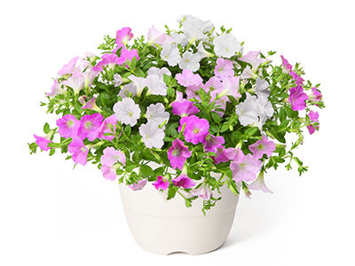 Colorful Gerbera Daisies