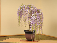 Bonsai Wisteria“しだれ藤 Shidare Fuji”