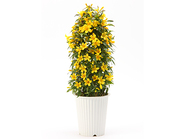 Carolina jasmine potted plant