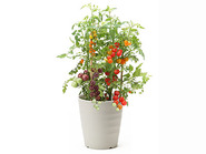 Mini tomato 3 color mix