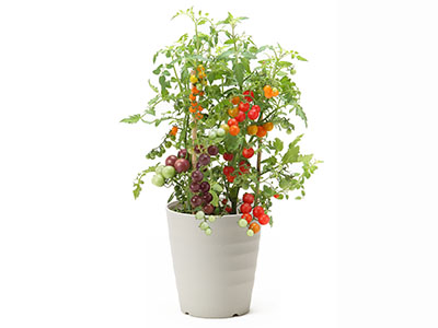 Colorful Gerbera Daisies