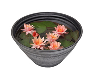 Water lily～睡蓮Suiren～