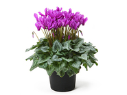 Mini cyclamen-serenadia aroma blue-