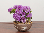Bonsai Azalea“深山霧島つつじMiyama Kirishima Tsutsuji”