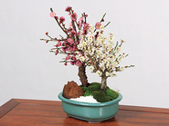 Bonsai“Red and White Plum 紅白梅”