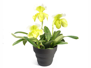 Yellow orchid“Paphiopedilum”