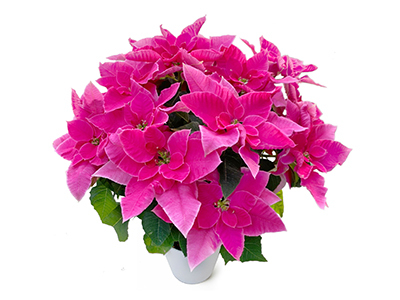 Colorful Gerbera Daisies