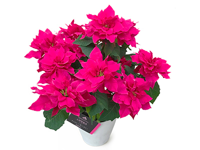 Colorful Gerbera Daisies