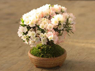 Bonsai Azalea“久留米つつじ Kurumetsutsuji”