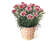 Carnation ～Strawberry Cream～