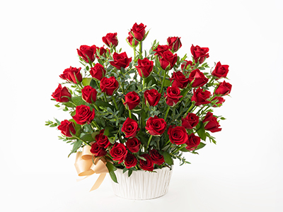 Colorful Gerbera Daisies