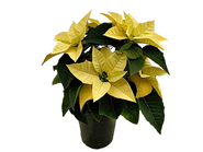 Poinsettia～Lemon Christmas～