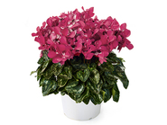 【New】Potted Cyclamen～Zicks Wine Red～