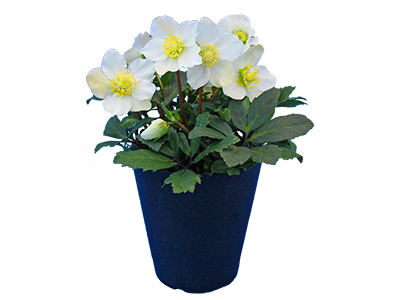 Colorful Gerbera Daisies