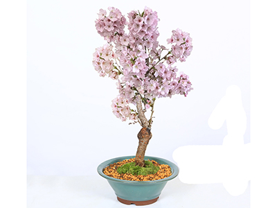 Colorful Gerbera Daisies