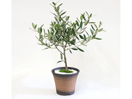 Bonsai Olive