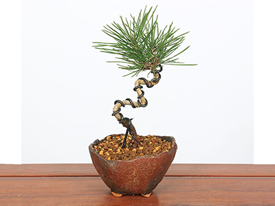 Colorful Gerbera Daisies