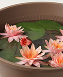 Flower & Cake-4Berries-